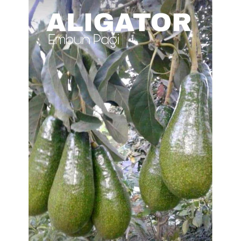 Y4I Benih Bibit Buah Terlaris Bibit Pohon Buah Alpukat Aligator Jumbo Obr