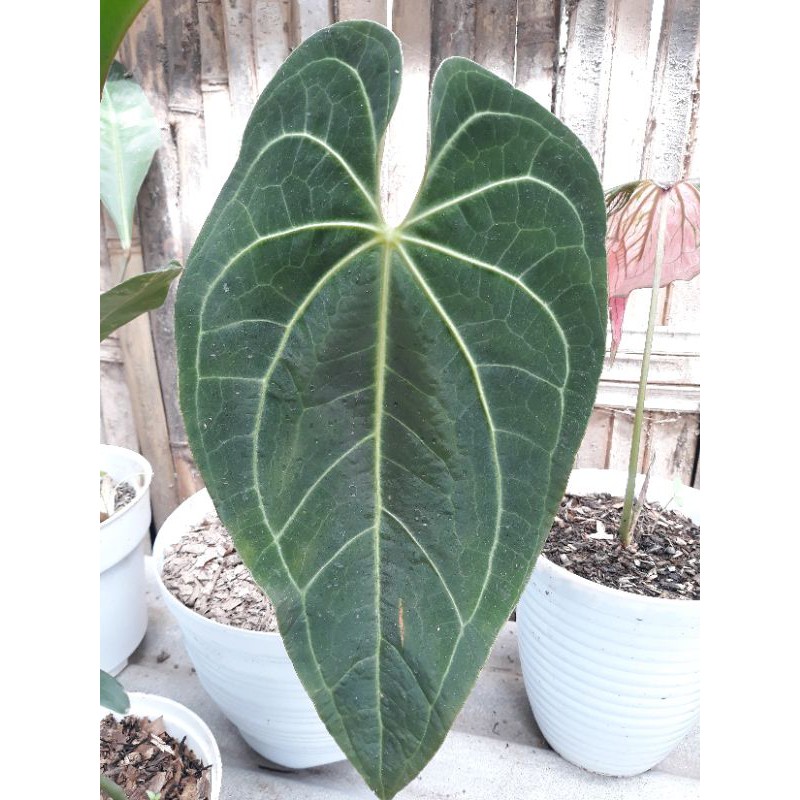 Anthurium Magnificum Verde / Kuping gajah MAGNIFICUM VERDE