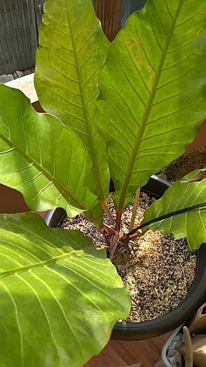 Plastik Polybag Hitam 40x40 Cm Eceran Per Lembar | Polibag | Plastik Hitam