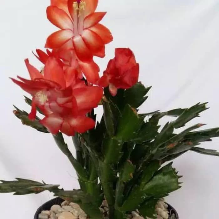 Tanaman Hias Bunga Wijaya Kusuma Kepiting Merah -bunga hidup murah-bunga wijaya kusuma-bunga gantung