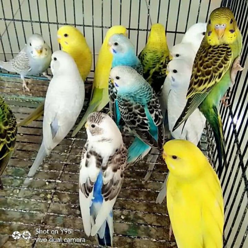 Burung Parkit Dewasa Sehat Lucu Warna Cerah Cocok Buat Hewan Peliharaan