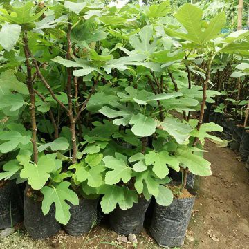 

bibit buah tin TGF Jumbo