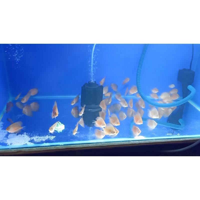 Discus rayakan 2" RM HB x WD HB