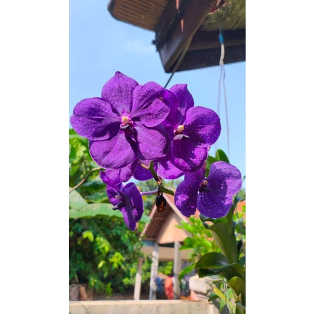 Anggrek Vanda Dewasa Pachara Delight