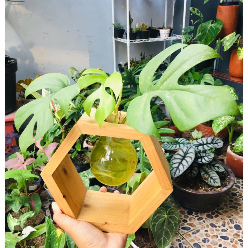 POT HEXAGONAL WATER PROPAGATION UNIK