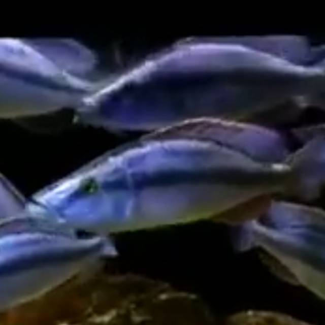 IKAN HIAS CHICLID JENDRAL FISH