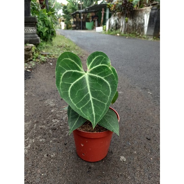 Anthurium Clarinervium x Bintang Kejora.