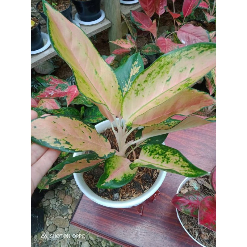 kochin tembaga kuning induk anak 1