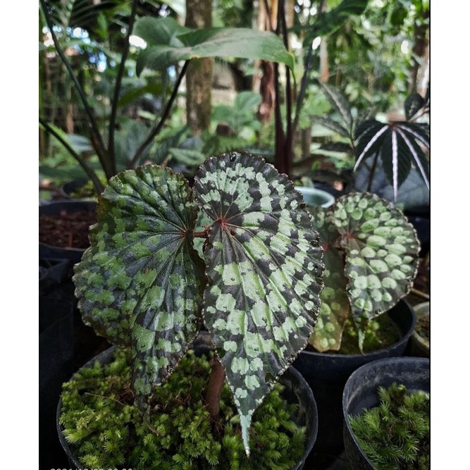 Begonia chlorosticta (begonia sp rare plant)