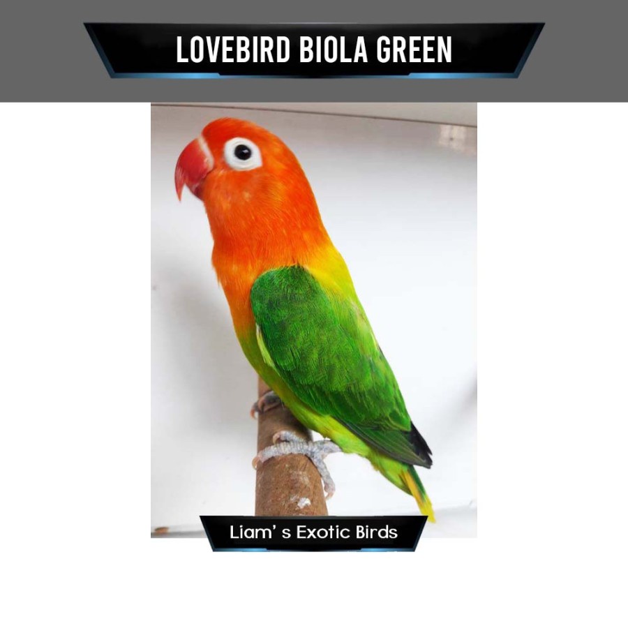 Burung Lovebird Biola Green