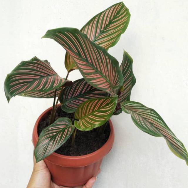 Harga Bunga Calathea Ornata  Galeri Tanaman Hias