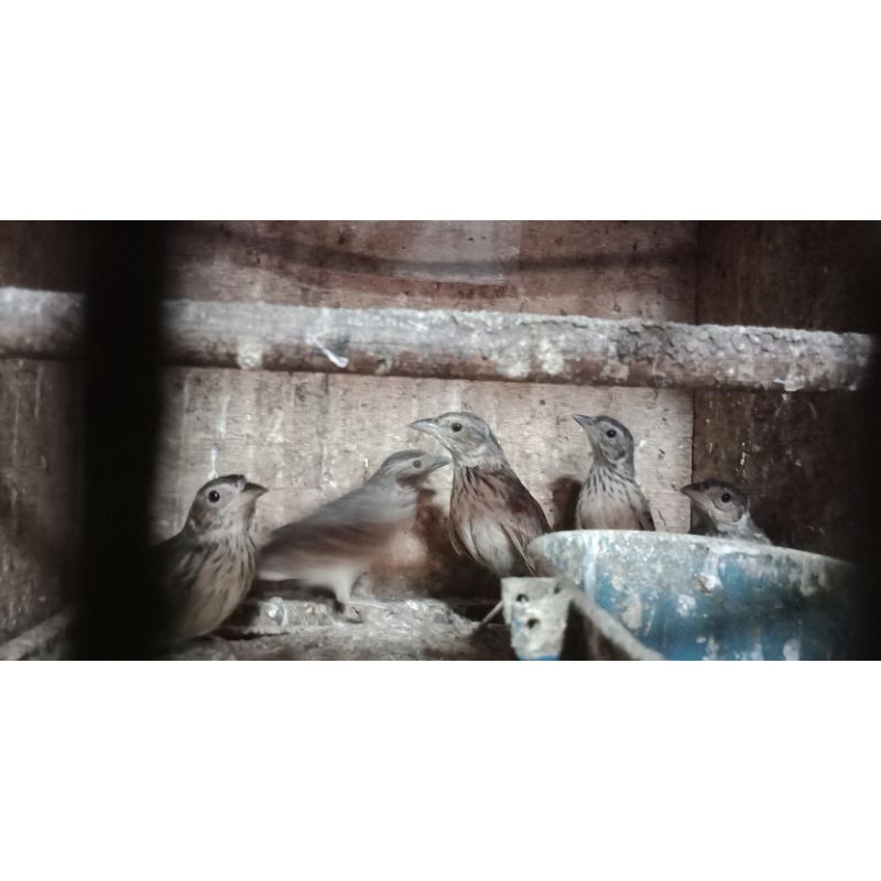 branjangan jantan rawatan