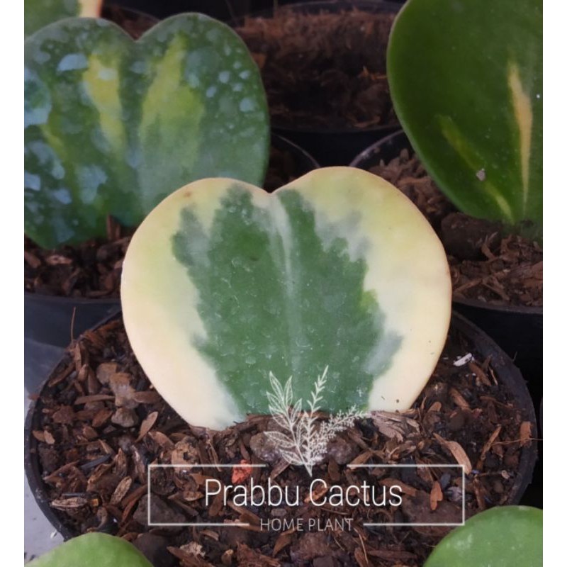 KAKTUS SUKULEN - love hoya varigata