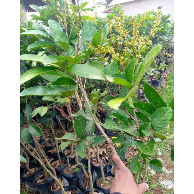 BIBIT RAMBUTAN RAPIAH OKULASI