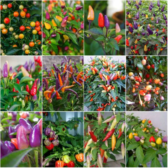 Benih Bibit Biji - Paket Hemat Cabe Cabai Rainbow Pepper (BEBAS PILIH 5 MACAM)