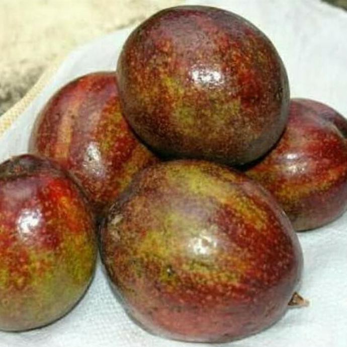 Int3R Bibit Buah Alpukat Mentega Merah