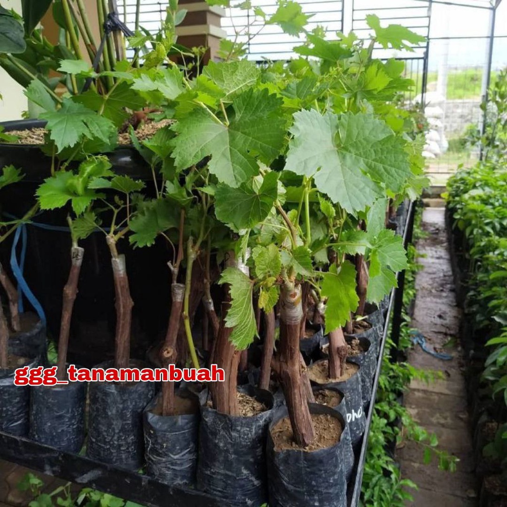 Bibit Anggur Import Banana Super Grafting