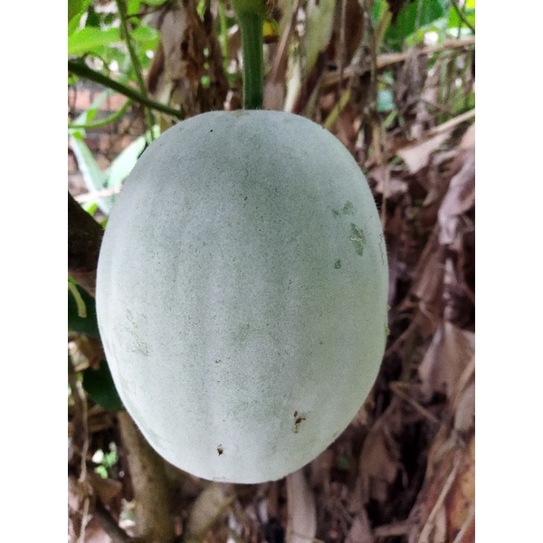 

Buah kundur/bligo tua -+1kg