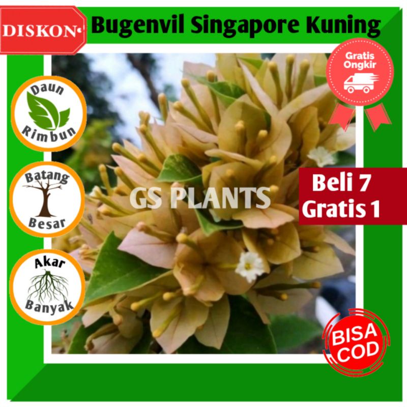 BIBIT TANAMAN HIAS BUGENVIL BUNGA KERTAS//SINGAPORE KUNING - Bougenville -Tanaman Hias Hidup - Bunga Hias Hidup - Hiasan Rumah - Tanaman Gantung - indoor - outdoor