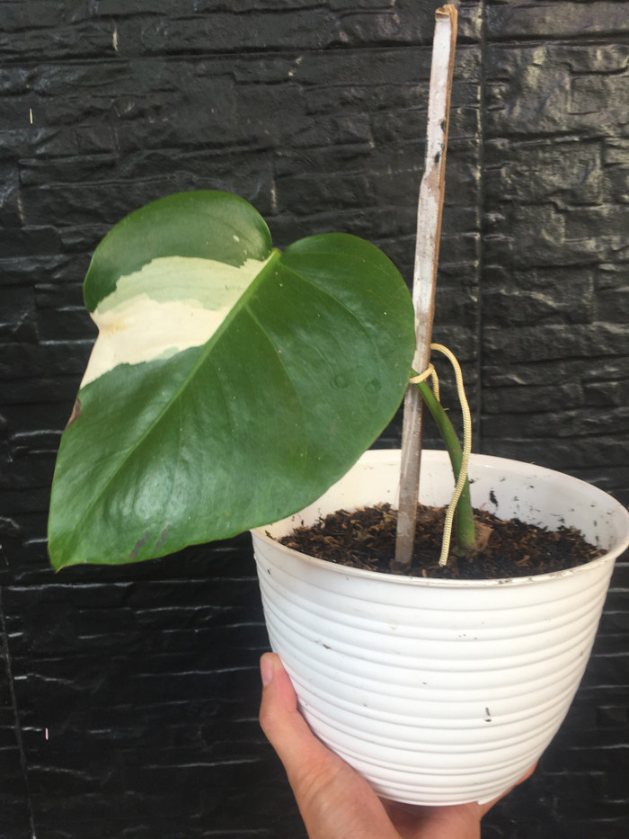 bonggol monstera variegata