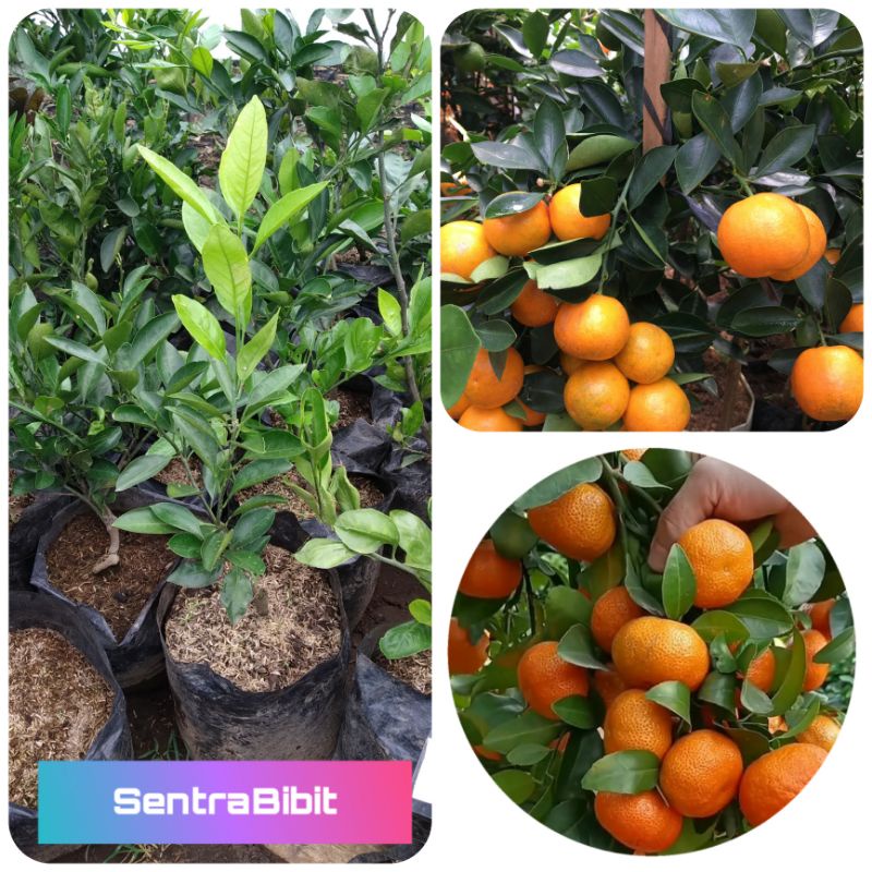 Bibit Jeruk Mandarin
