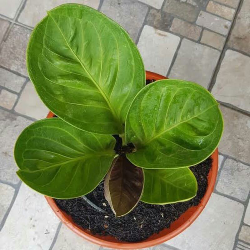 bibit tanaman jemani i mangkok