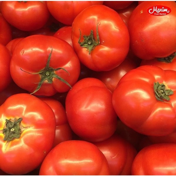 

TOMAT RECENTO Hidroponik 1 KG