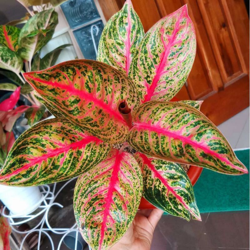 Aglaonema widuri / Aglonema widuri florist nursery / Aglonema widuri (Tanaman hias aglaonema widuri)