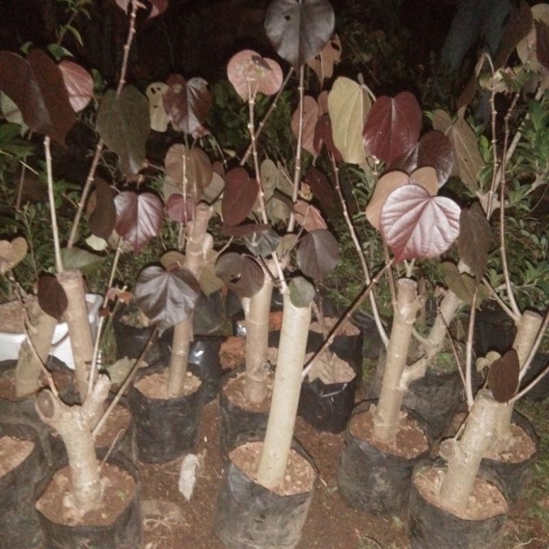 bibit bonsai waru merah super