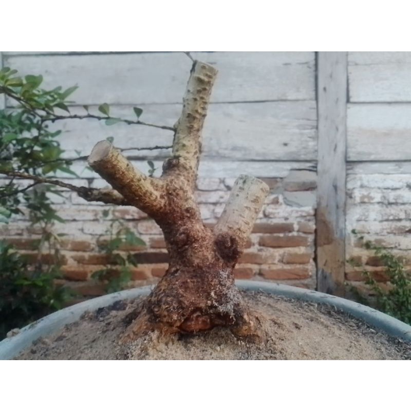 Bahan Bonsai Hokianti Bunga (Bogel, Mantul)