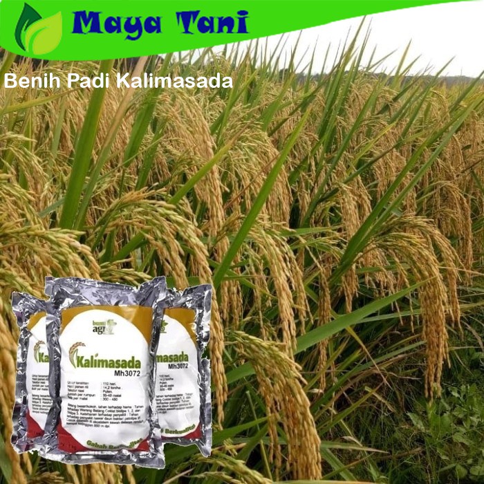 Benih Padi Kalimasada