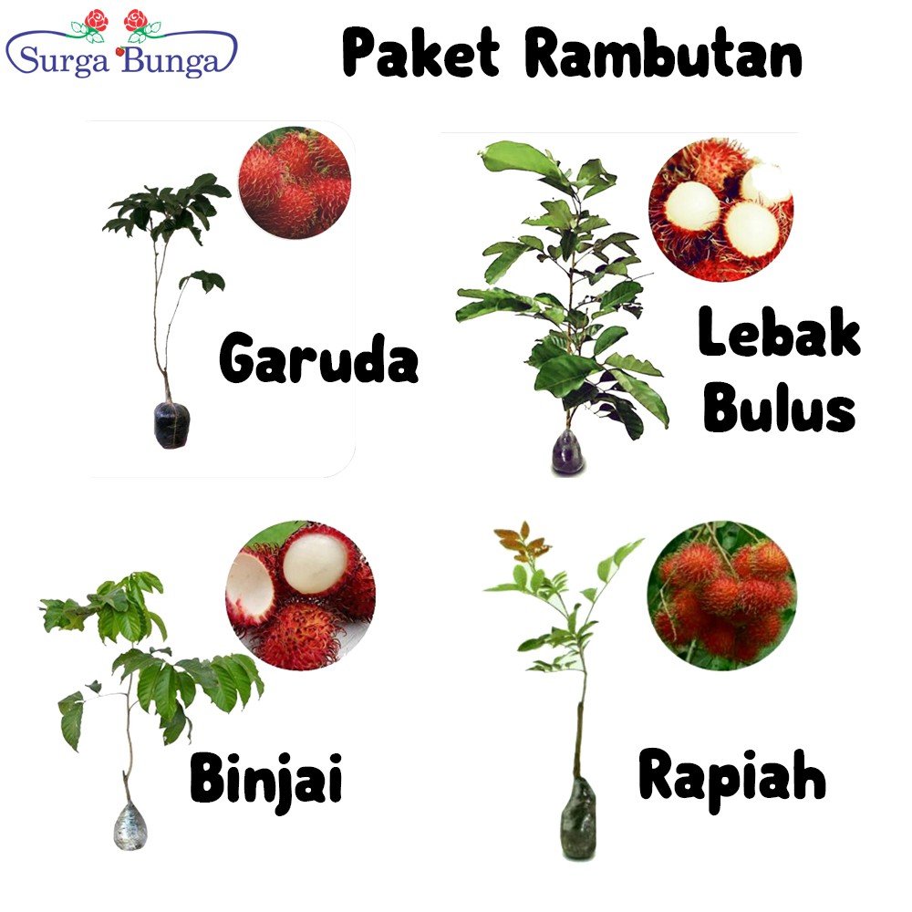 Tanaman Buah Rambutan (60-70 cm)