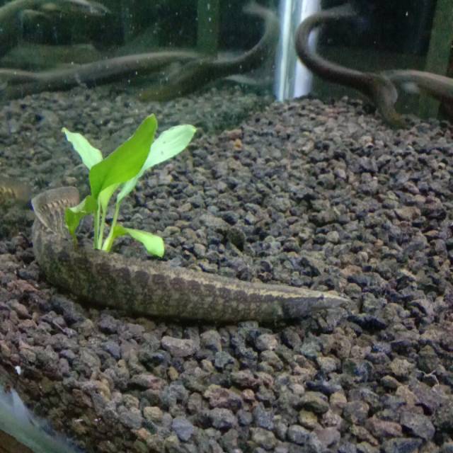 Ikan Hias Sili Sili Jawa Shopee Indonesia