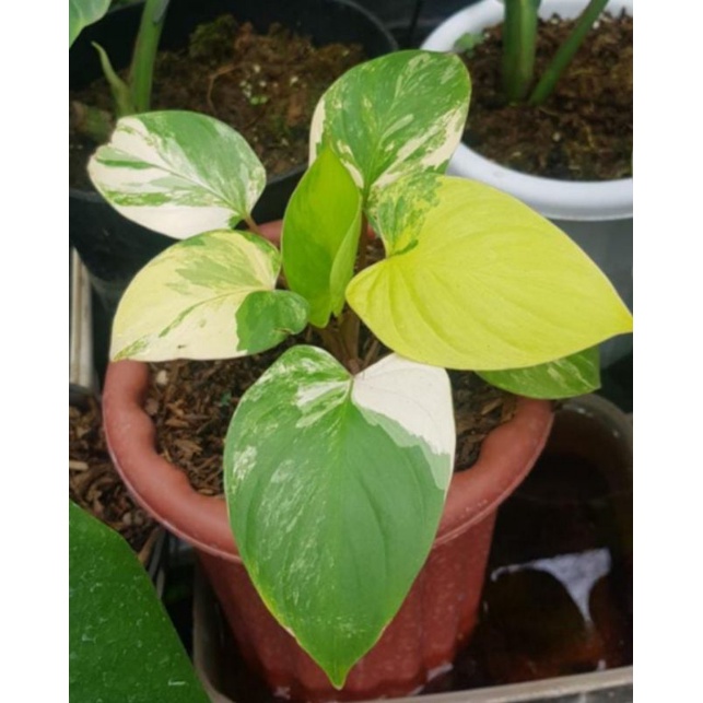 homalomena rubescens variegated