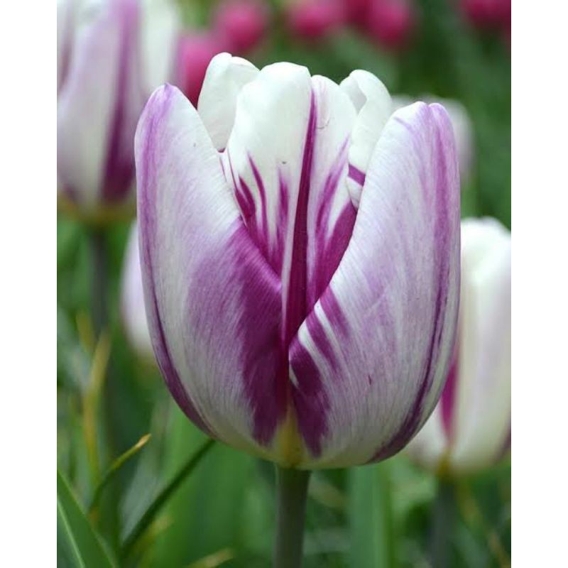 Bibit Umbi Bunga Tulip Flaming Flag Asli