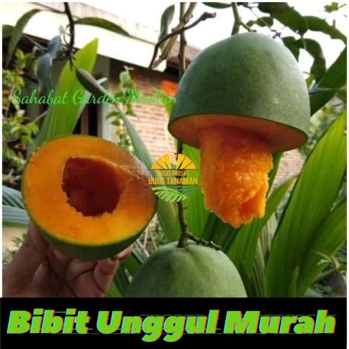 bibit mangga alpukat cepat berbuah