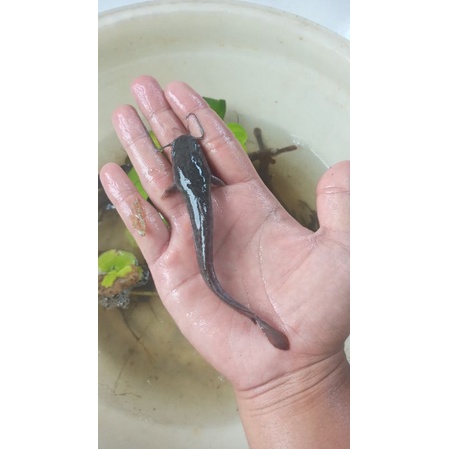 bibit ikan lele ukuran 11-12 cm
