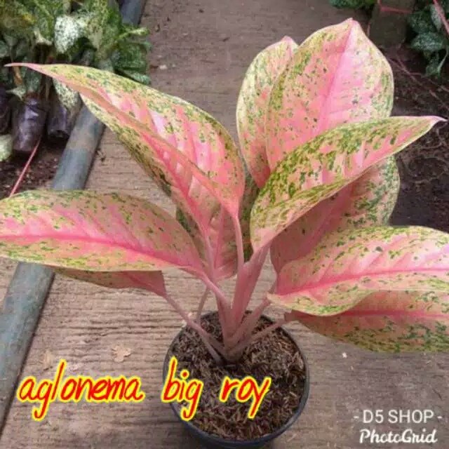 tanaman hias aglonema bigroy indukan