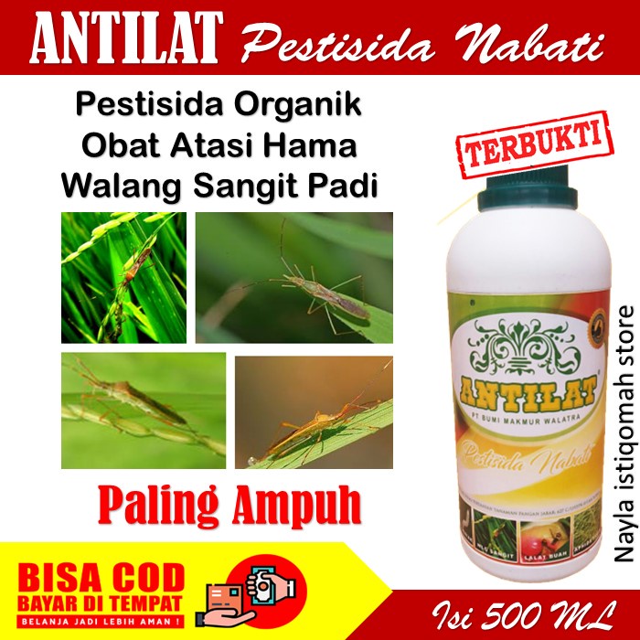 Pestisida Antilat Obat Hama Walang Sangit Padi - Obat Semprot Padi Atasi Hama Walang Sangit Paling A