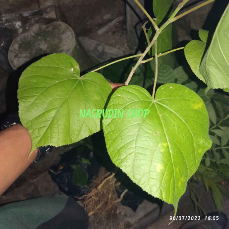 

[Fresh] BIBIT WARU GUNUNG WARU TISUK / HIBISCUS ELATUS / BIBIT DAUN WARU ( CABUTAN ) BIBIT KAYU WARU