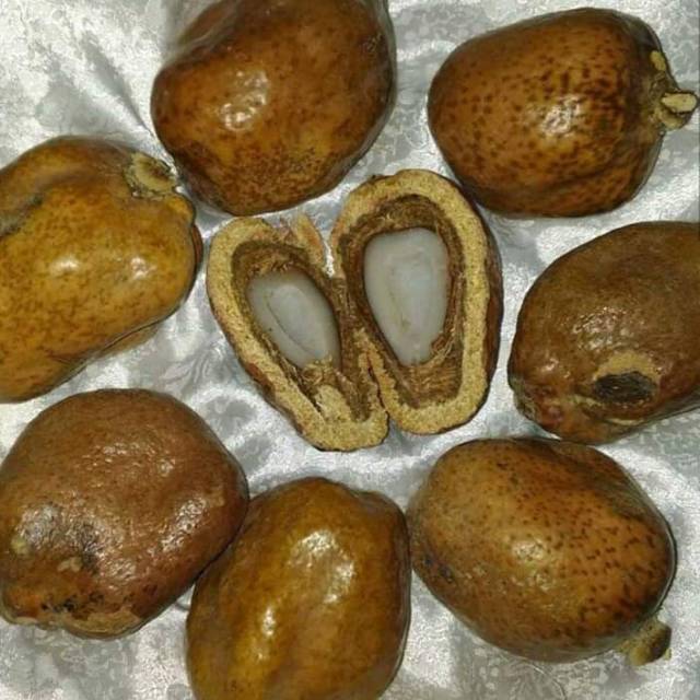 

Buah zuriat