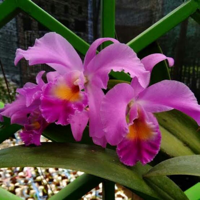Anggrek Cattleya Mantini
