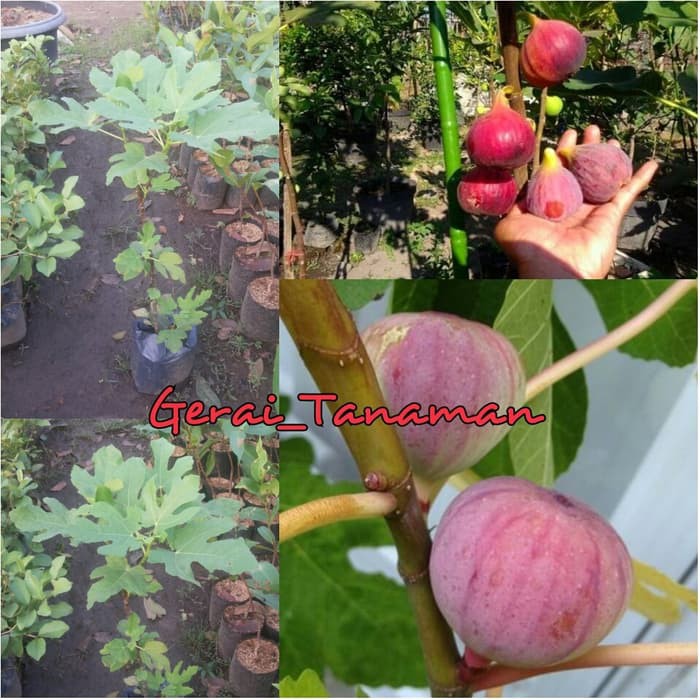 Bibit Buah Tin Merah