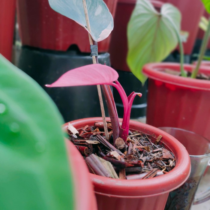 

PROMO!!! PHILODENRON PINK PRINCES TERLARIS
