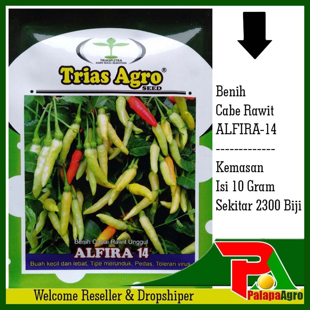BENIH CABE RAWIT PUTIH  ALFIRA-14-BIBIT CABE RAWIT Berkualitas