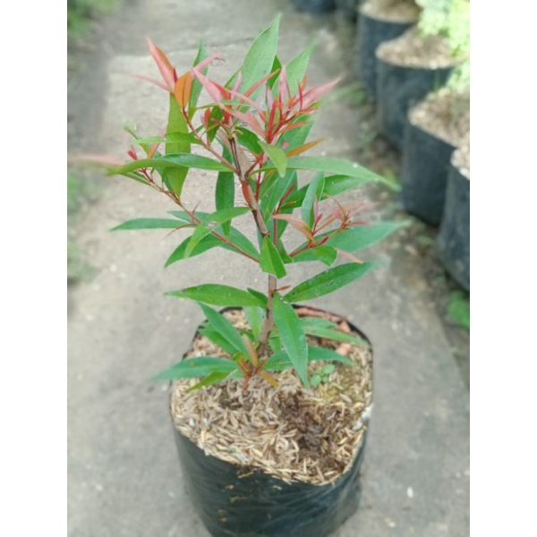 tanaman hias pucuk merah kecil 30 cm