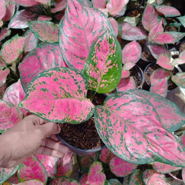 Aglonema dud anjamani - pohon aglonema dud anjamani