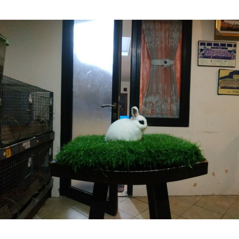 kelinci Netherland dwarf ND jantan Charlie
