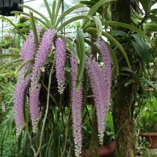 Anggrek Ekor tupai dewasa - Tanaman hias anggrek ekor tupai