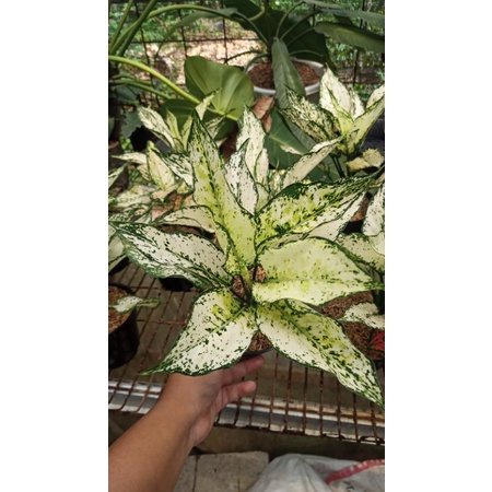 Aglonema Siam Paragon